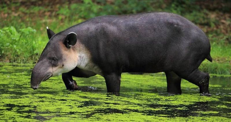 Baird's Tapir