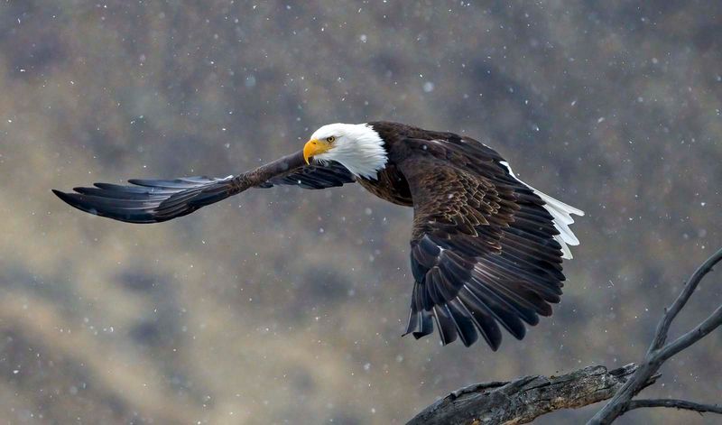 Bald Eagle