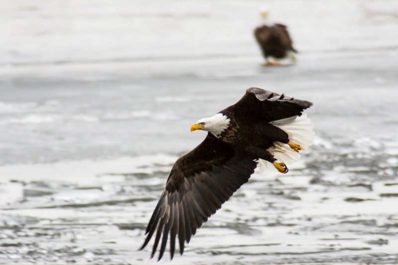 Bald Eagle