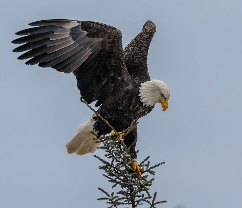 Bald Eagle