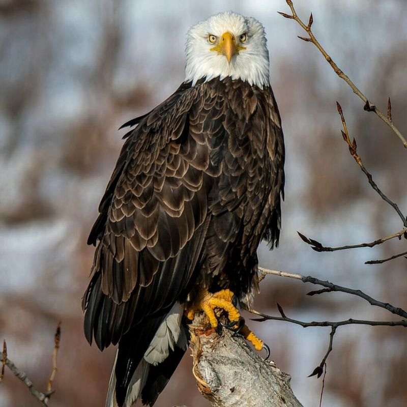 Bald Eagle