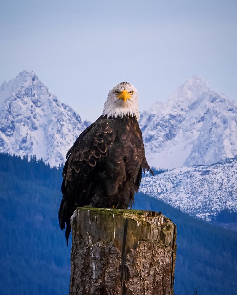 Bald Eagle