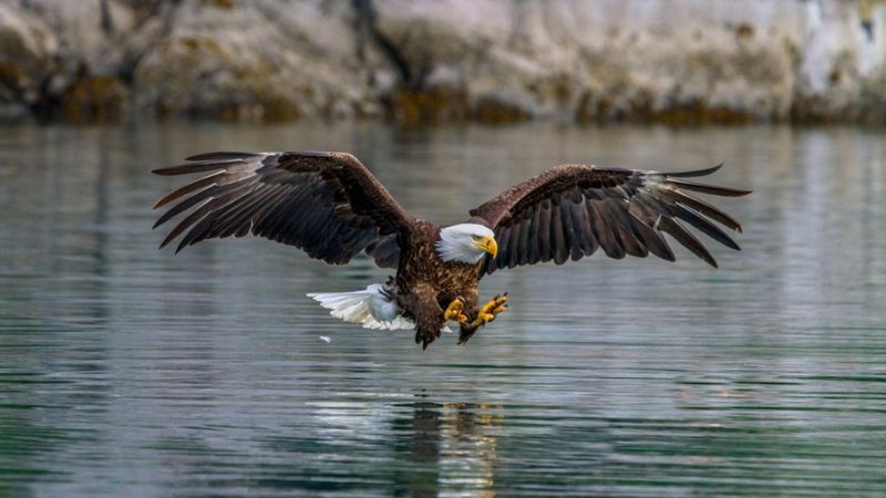 Bald Eagle