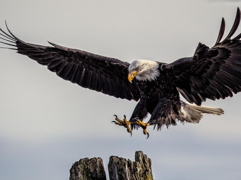 Bald Eagle's Comeback