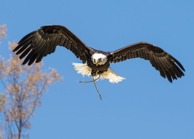 Bald Eagle