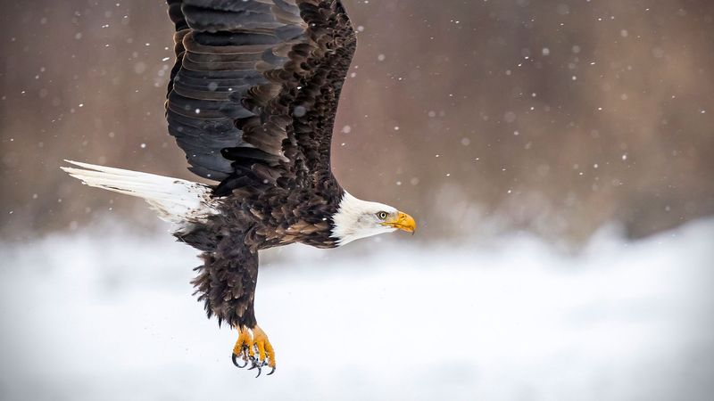 Bald Eagle