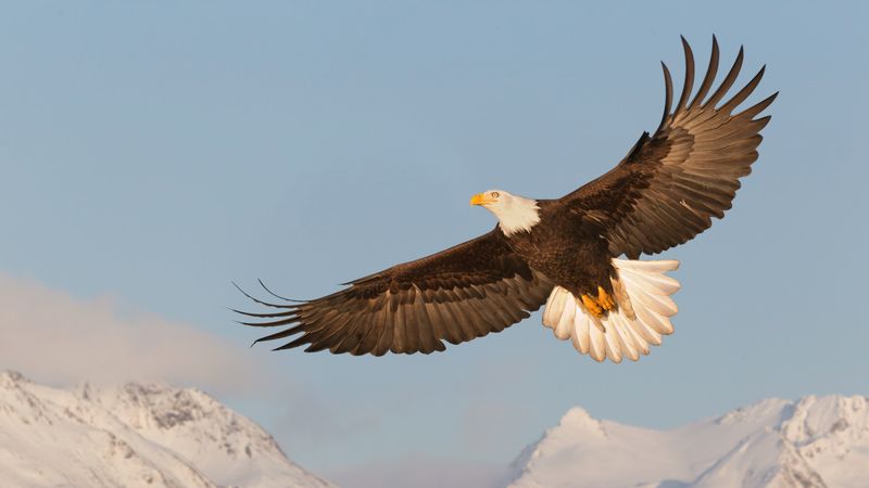 Bald Eagle