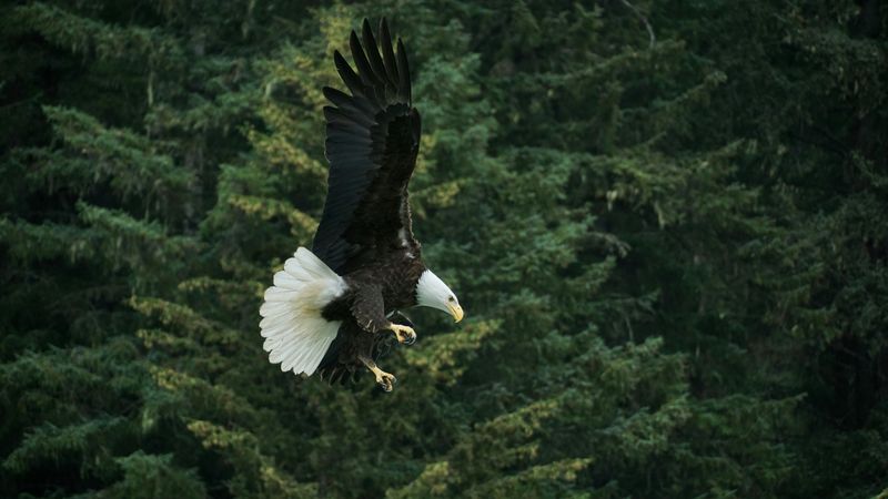 Bald Eagle