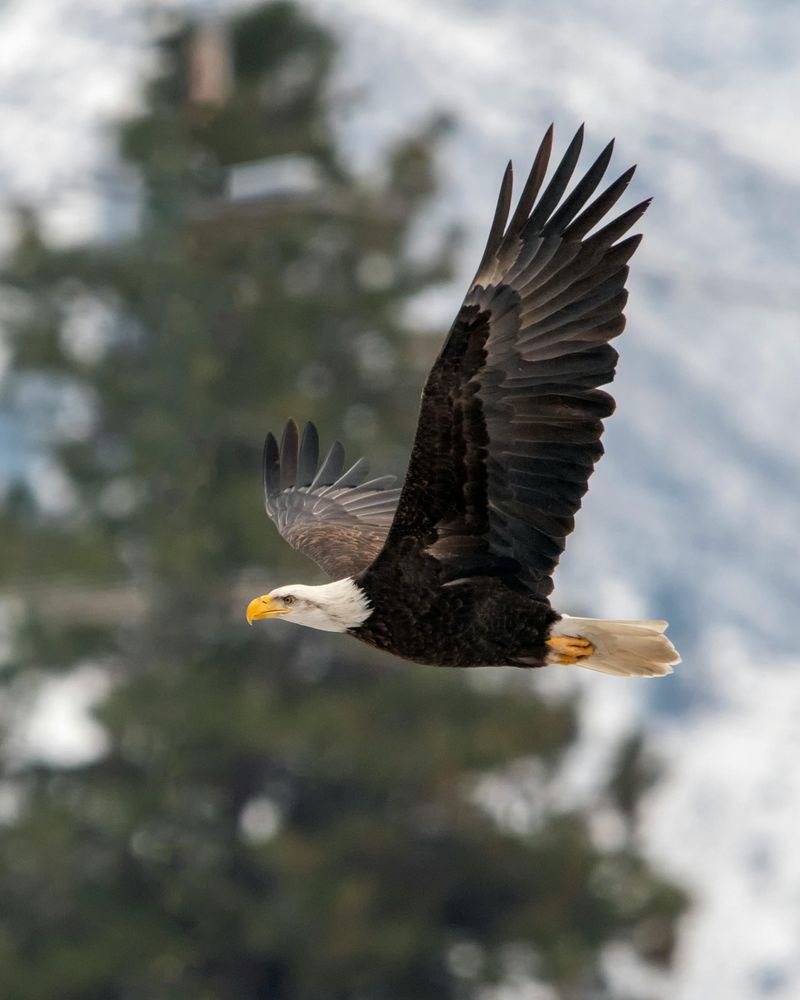 Bald Eagle