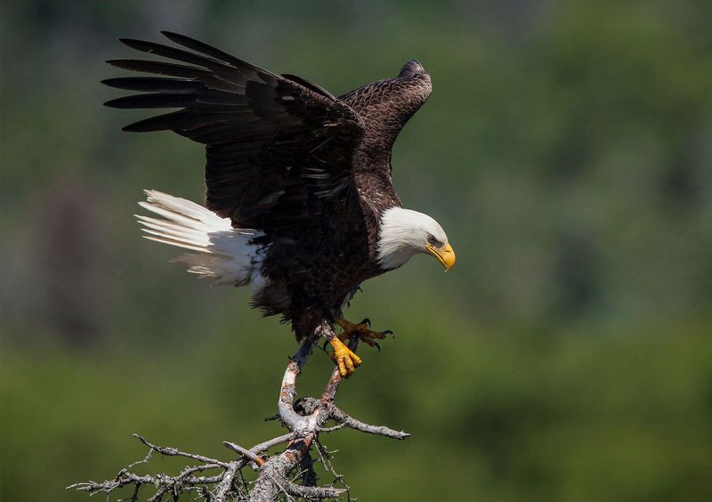 Bald Eagle