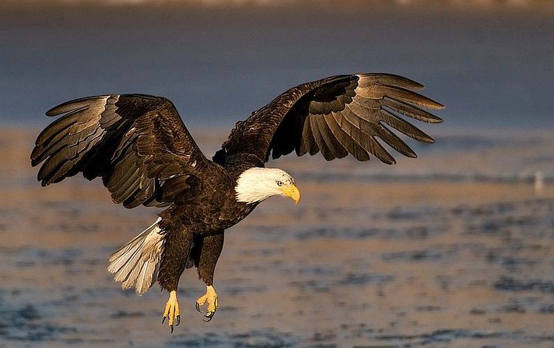 Bald Eagle