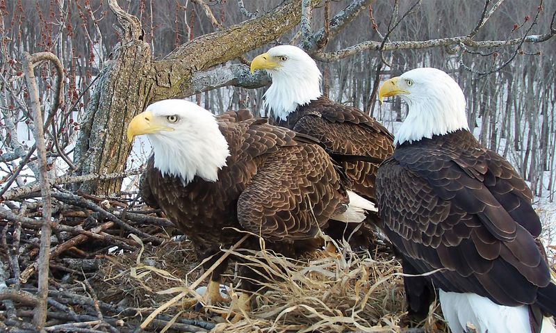 Bald Eagle Eaglets