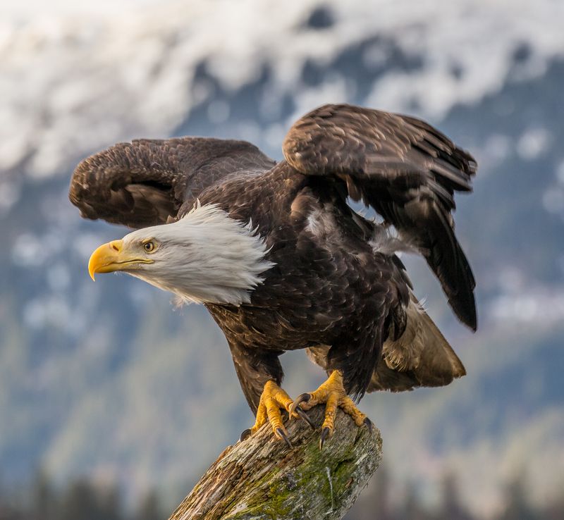 Bald Eagle