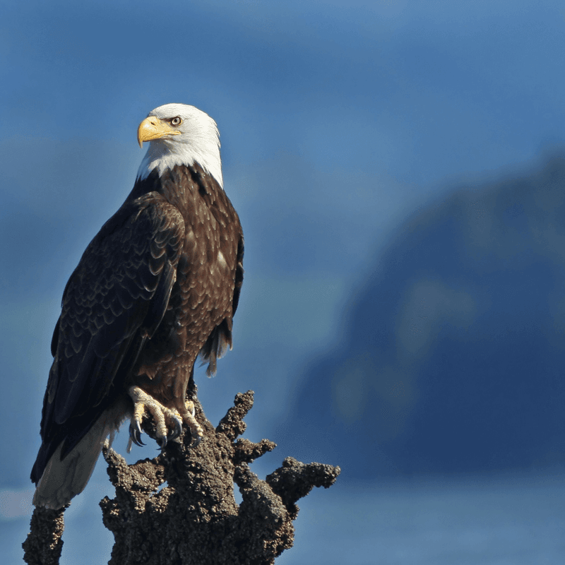 Bald Eagle
