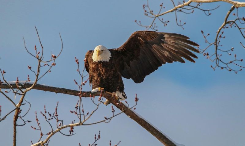 Bald Eagles