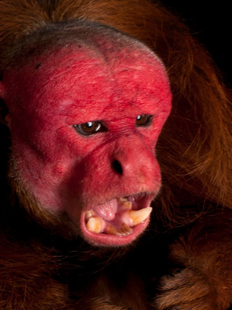 Bald Uakari