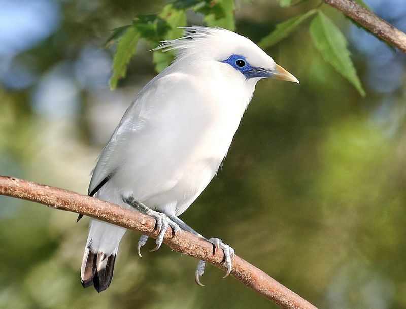 Bali Myna