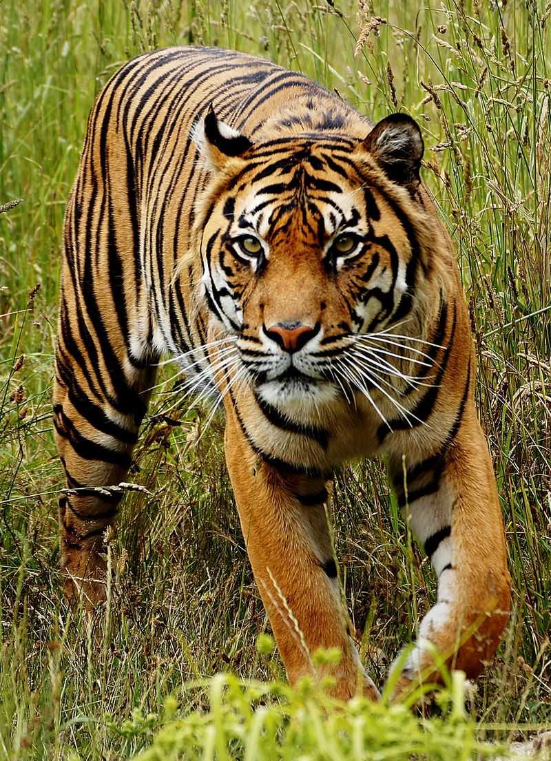 Bali Tiger