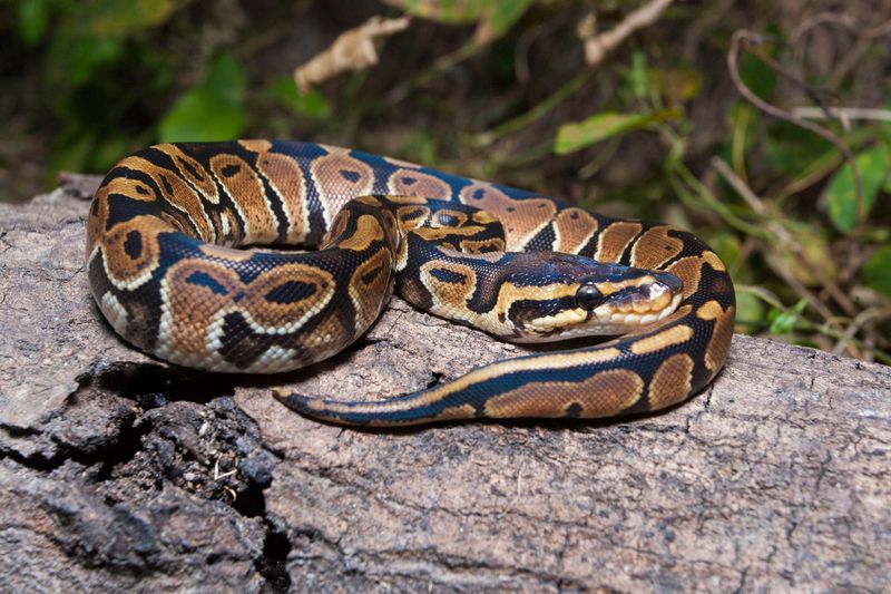 Ball Python