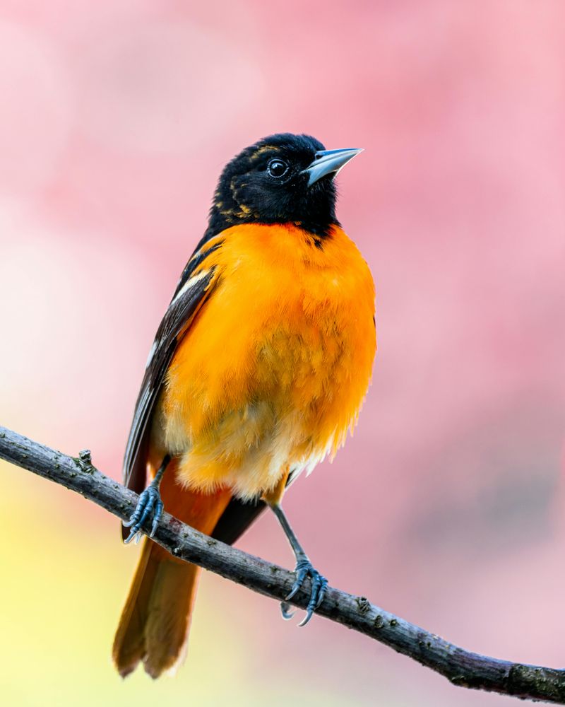 Baltimore Oriole