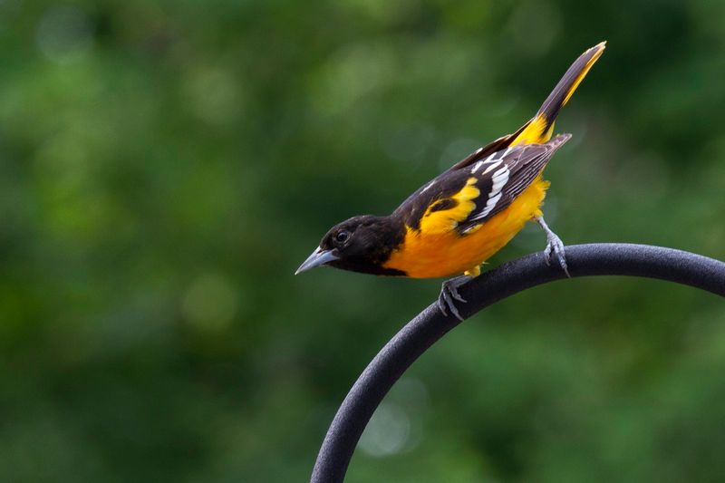 Baltimore Oriole