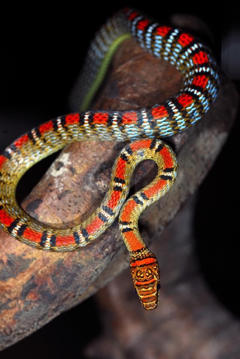 Banded Flying Snake