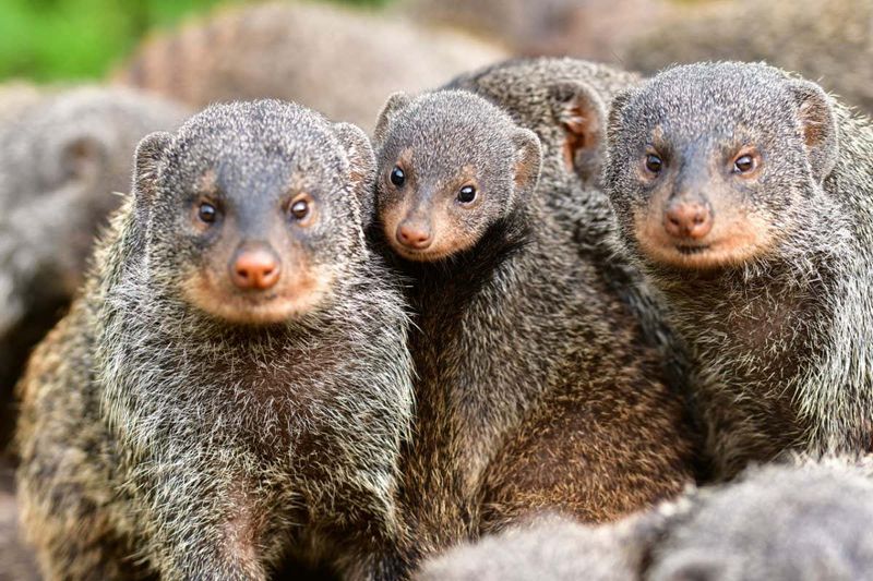 Banded Mongooses