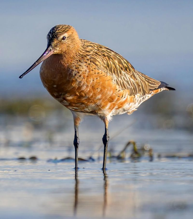 Bar-tailed Godwit