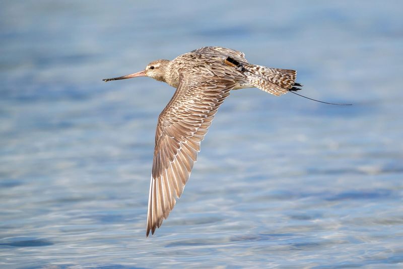 Bar-tailed Godwit