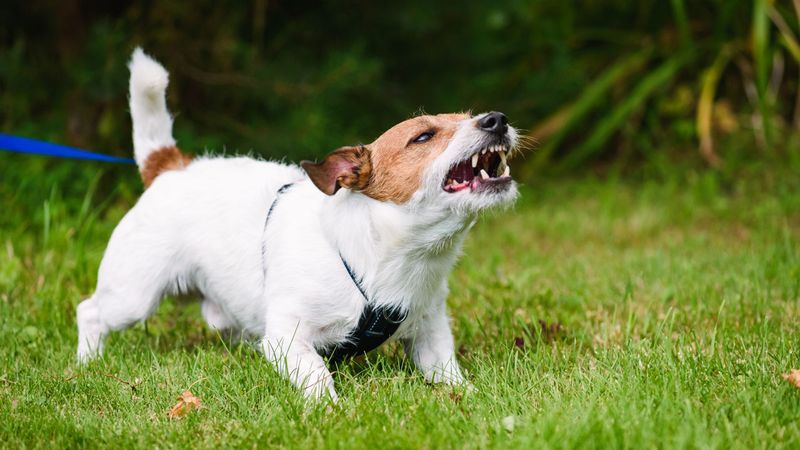 Barking at Strangers