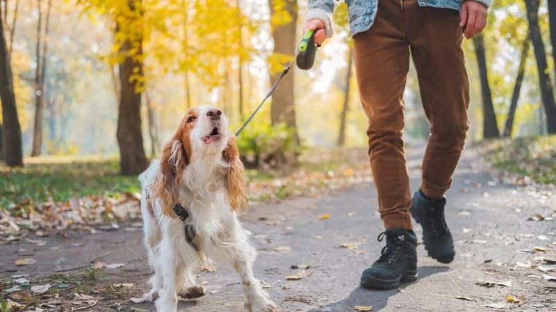 Barking for Attention