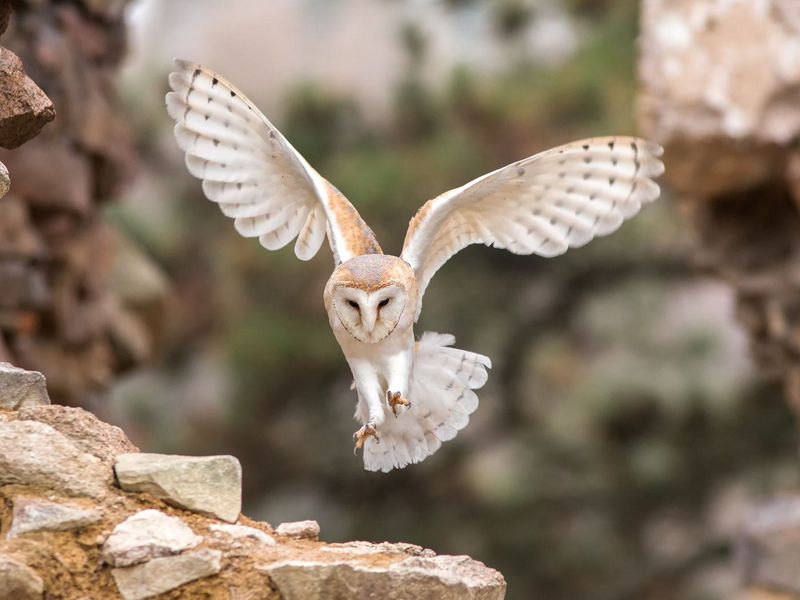 Barn Owl