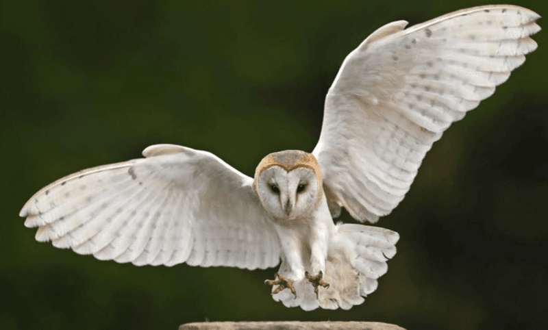 Barn Owl