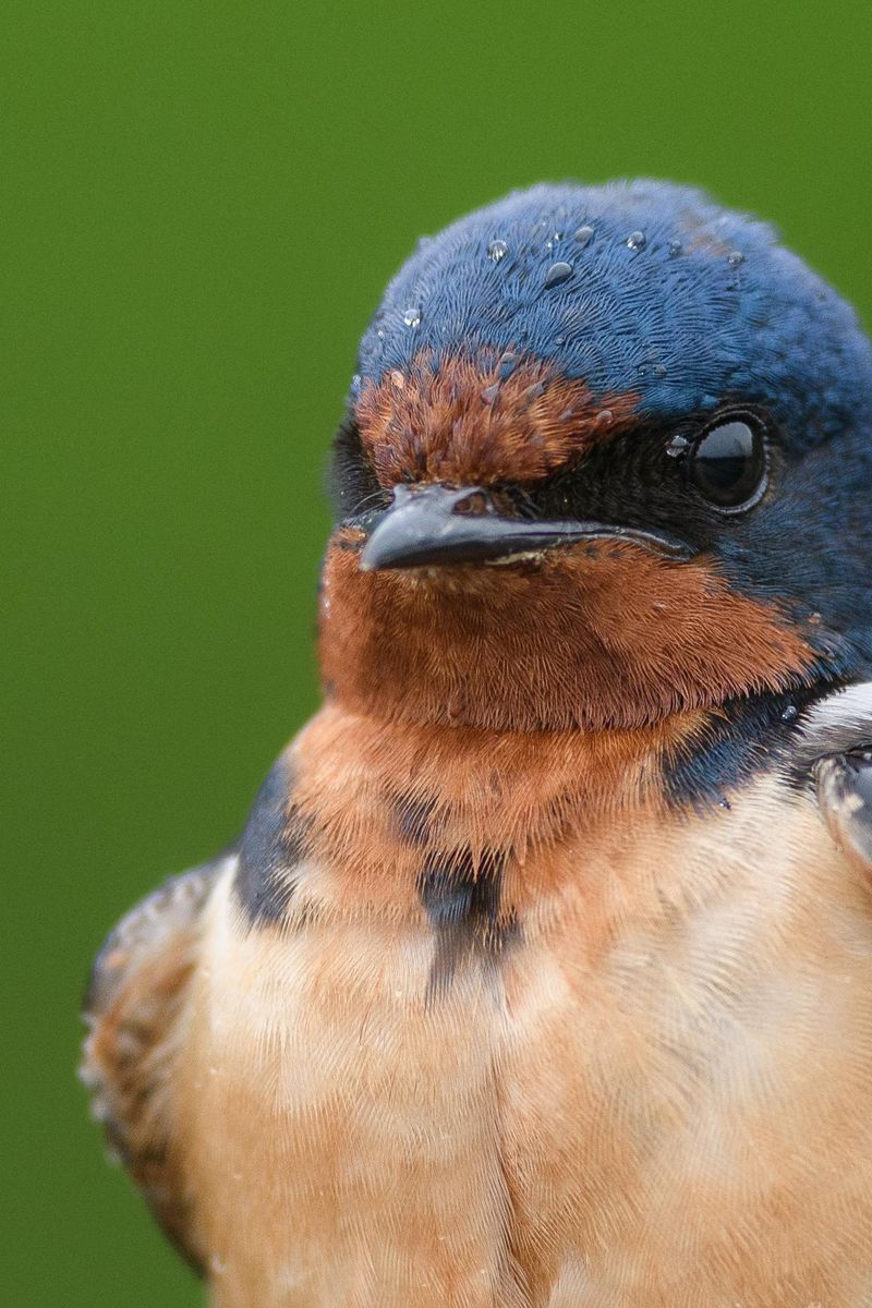 Barn Swallow