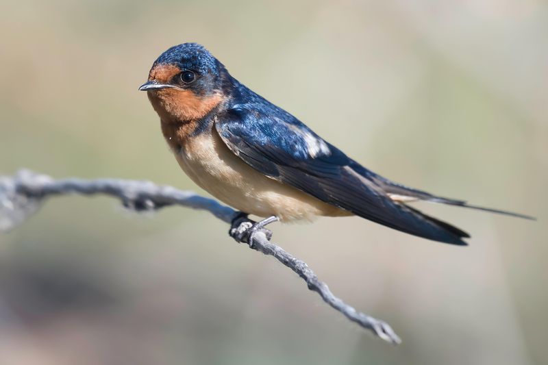 Barn Swallow