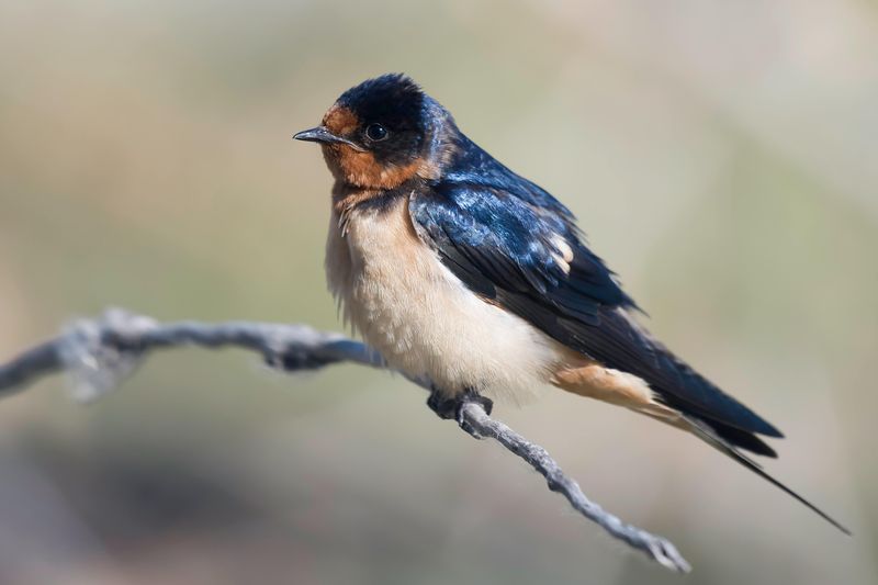 Barn Swallow