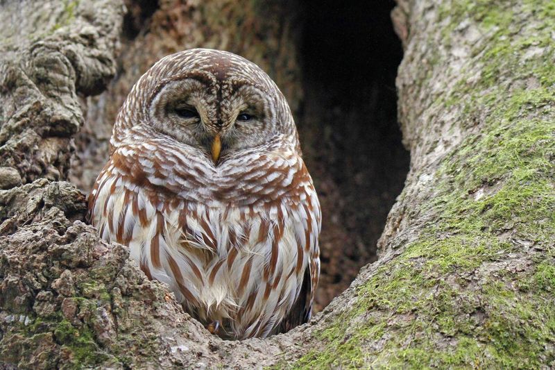 Barred Owl