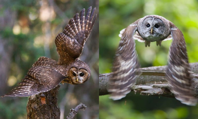 Barred Owl