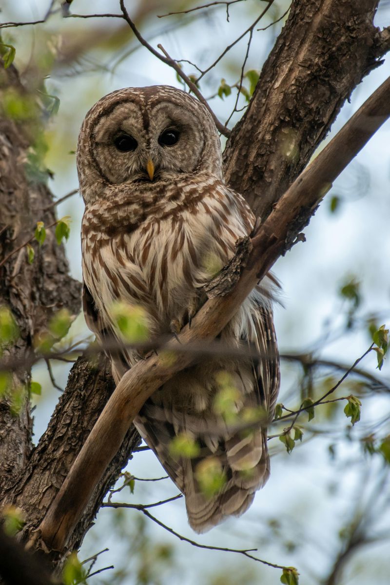 Barred Owl