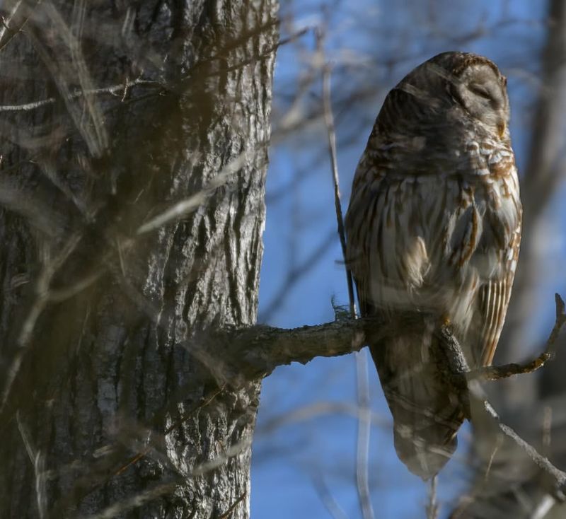 Barred Owl