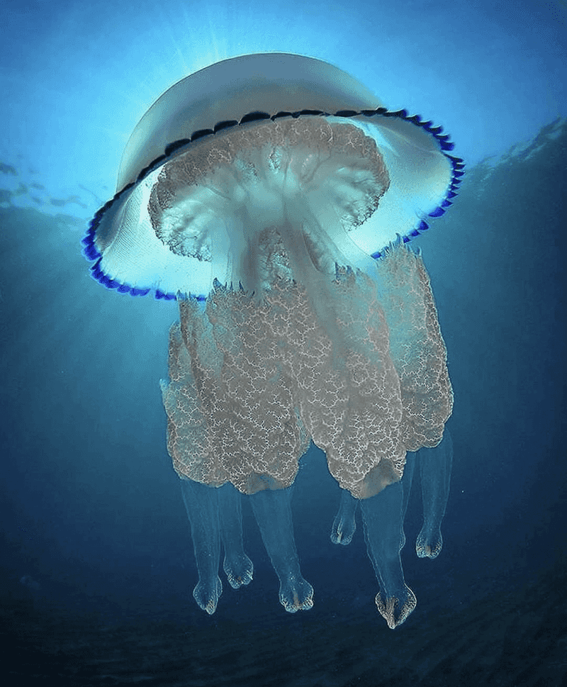 Barrel Jellyfish