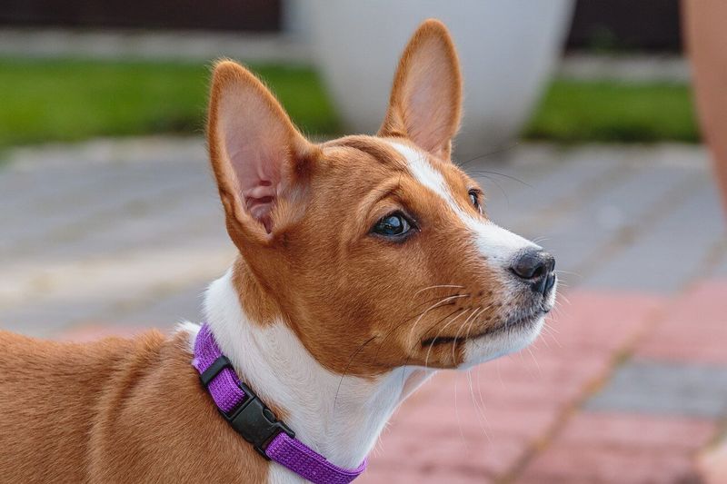 Basenji