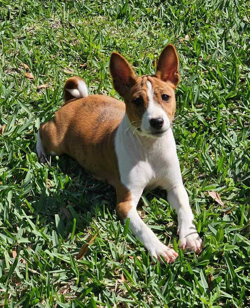 Basenji