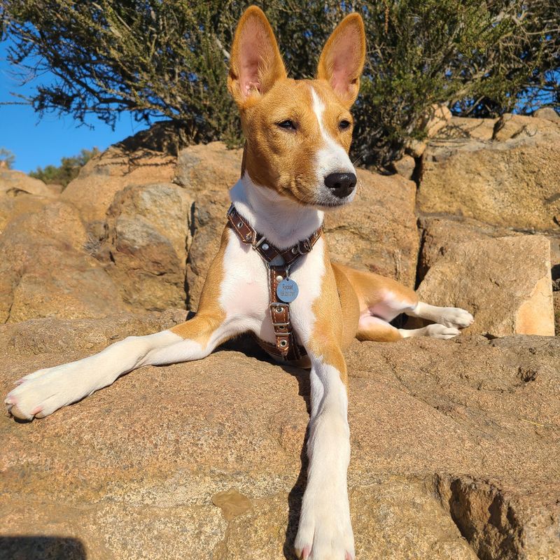 Basenji