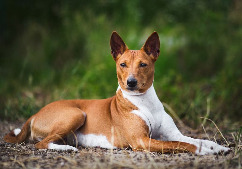 Basenji