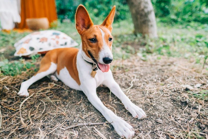 Basenji