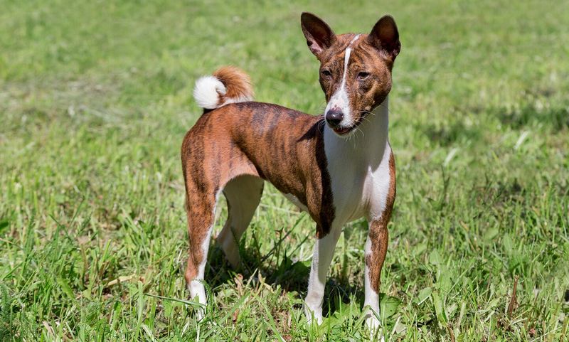 Basenji