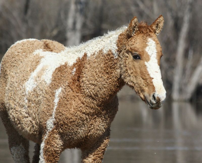 Bashkir Curly