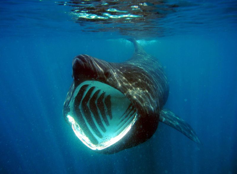 Basking Shark