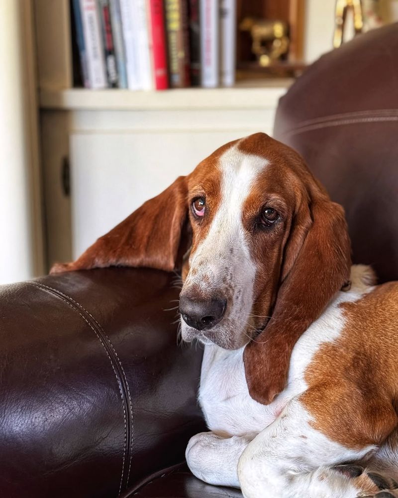 Basset Hound